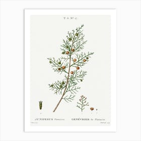 Phoenicean Juniper, Pierre Joseph Redoute Art Print