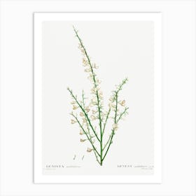 Genista Multiflora, Pierre Joseph Redoute Art Print