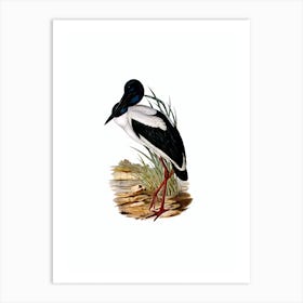 Vintage Australian Mycteria Stork Bird Illustration on Pure White n.0078 Art Print
