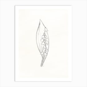 Lily Of The Valley Sketch Art Print