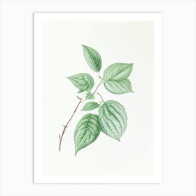 Mint Leaf Illustration 3 Art Print