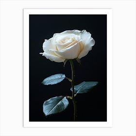 White Rose On Black Background 2 Art Print