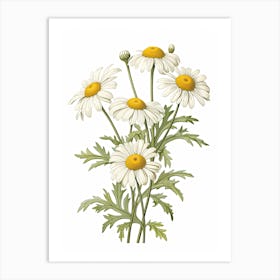 Chamomile Vintage Botanical Herbs 2 Art Print