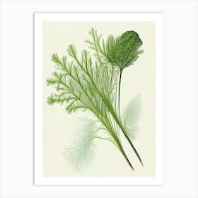 Dill Herb Pencil Colour 2 Art Print