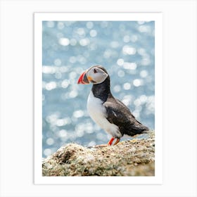 Scottish Puffin Poster