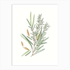 Tarragon Spices And Herbs Pencil Illustration 1 Art Print