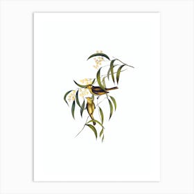 Vintage White Plumed Honeyeater Bird Illustration on Pure White Art Print