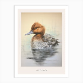 Vintage Bird Drawing Canvasback 1 Poster Art Print