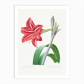 Brazilian Amaryllis From Choix Des Plus Belles Fleurs, Pierre Joseph Redouté Art Print