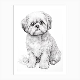 Shiba Tzu Dog, Line Drawing 1 Art Print