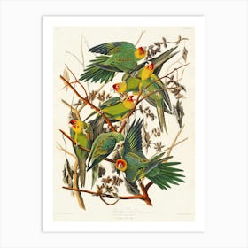 Parrots Art Print