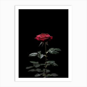 Single Red Rose Isolated On Black Background 3 Art Print