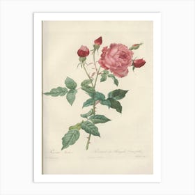 Rose illustration from Les Roses Vol.2, Pierre Joseph Redoute Art Print