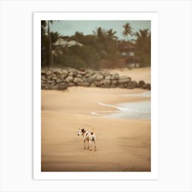 Tangalle Beach Dog - Sri Lanka photo print - moody animal photography art Art Print