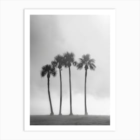 Palm Trees In The Fog Art Print