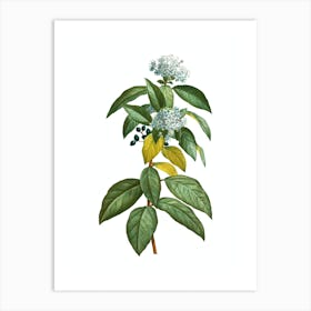 Vintage Laurustinus Botanical Illustration on Pure White n.0627 Art Print