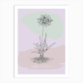 Agapanthus 001 Art Print