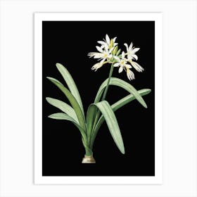 Vintage Pancratium Illyricum Botanical Illustration on Solid Black n.0838 Art Print