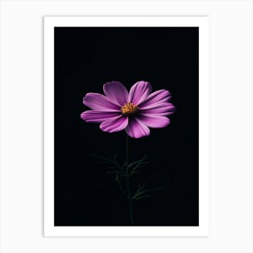 Purple Cosmos Flower 2 Art Print