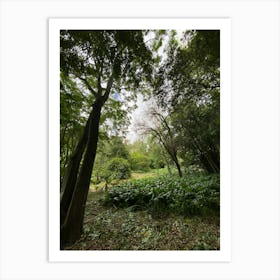 View Of A Forest Art Print