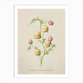 Vintage Botanical Macaroons 04 Art Print