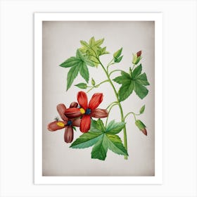 Vintage Lavatera Phoenicea Botanical on Parchment Art Print