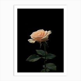 Peach Rose On Black Background 6 Art Print