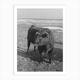 Untitled Photo, Possibly Related To Part Of Shorthorn Cattle Herd Belonging To G H West Near Estherville, Iowa By 1 Art Print