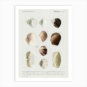 Different Types Of Mollusks, Charles Dessalines D' Orbigny 1 Art Print