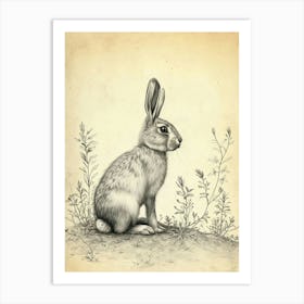 Belgian Hare Drawing 4 Art Print