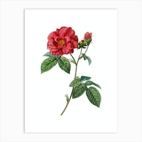Vintage Apothecary Rose Botanical Illustration on Pure White n.0618 Art Print