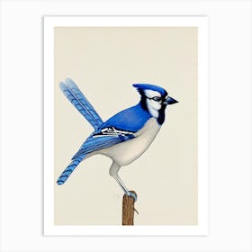 Blue Jay Illustration Bird Art Print