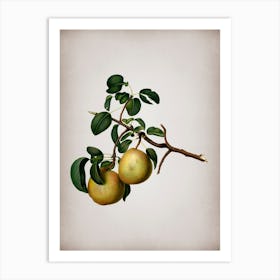 Vintage Pear Botanical on Parchment n.0778 Art Print