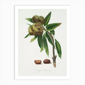 Spanish Chestnut (Castanea Sativa) From Pomona Italiana (1817 1839), Giorgio Gallesio Art Print