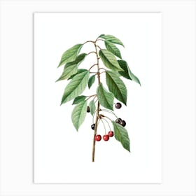 Vintage Wild Cherry Botanical Illustration on Pure White n.0421 Art Print