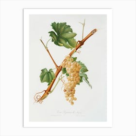 Vermentino Grapes (Vitis Ligustica Feracissima) From Pomona Italiana (1817 1839), Giorgio Gallesio Art Print