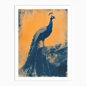 Orange & Blue Peacock On A Rock 4 Art Print