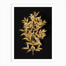 Vintage Phillyrea Tree Branch Botanical in Gold on Black n.0064 Art Print