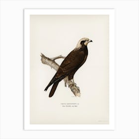 Marsh Harrier, The Von Wright Brothers Art Print