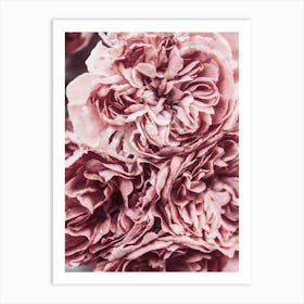 Pink Carnations Flower Petals Art Print