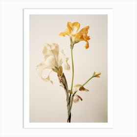 Pressed Flower Botanical Art Freesia 2 Art Print