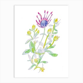 African Daisy Painting Art Print