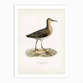 Ruff Female, The Von Wright Brothers Art Print