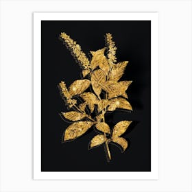 Vintage Virginia Sweetspire Botanical in Gold on Black n.0054 Art Print