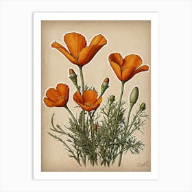 Orange Poppies Art Print