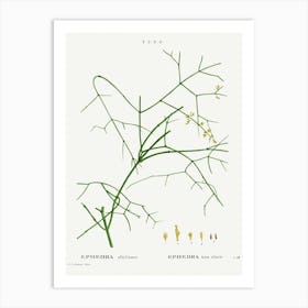 Ephedra Altissima, Pierre Joseph Redoute Art Print