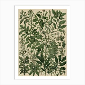 Botanical painting Art Print