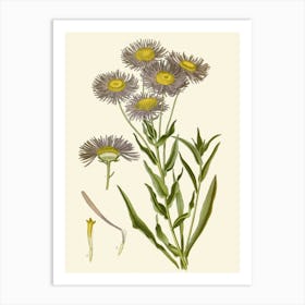 Chamomile Art Print