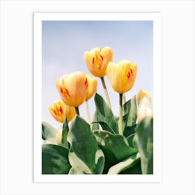 Yellow Tulips // The Netherlands // Nature Photography  Art Print
