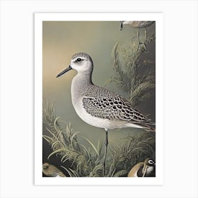 Grey Plover Haeckel Style Vintage Illustration Bird Art Print